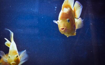 Why consuming Fish Antibiotics is a bad idea.